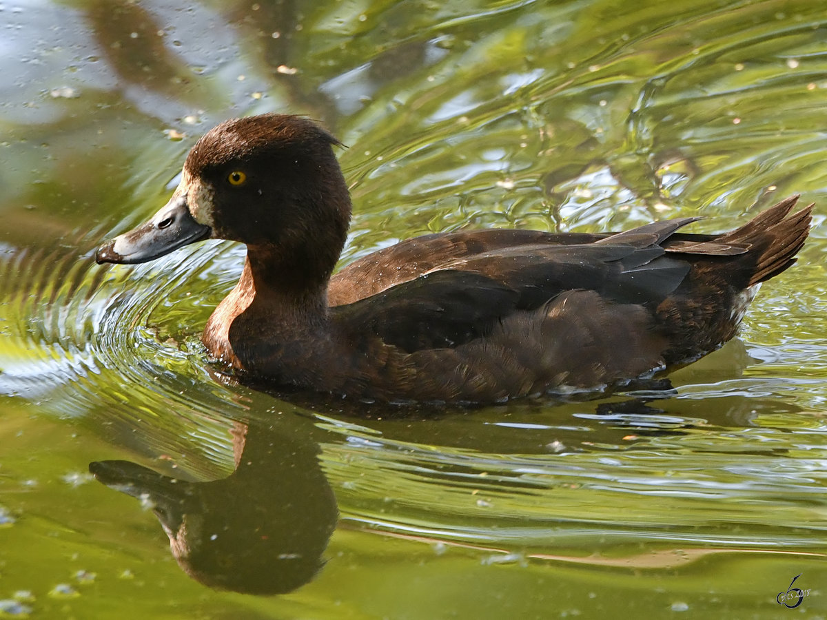 Eine Reiherente Ende April 2018 im Zoo Berlin. 