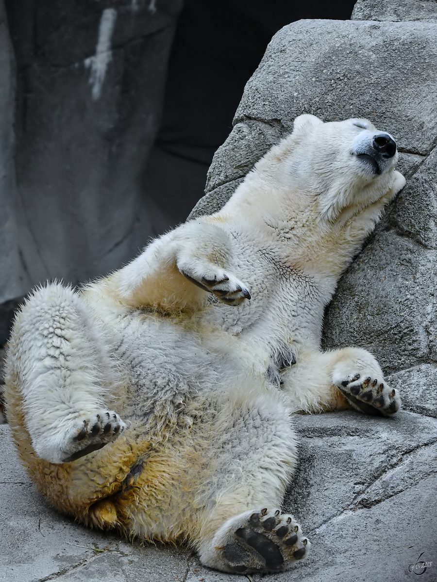 Eine relaxte Eisbärin im Zoo Aalborg. (Juni 2018)