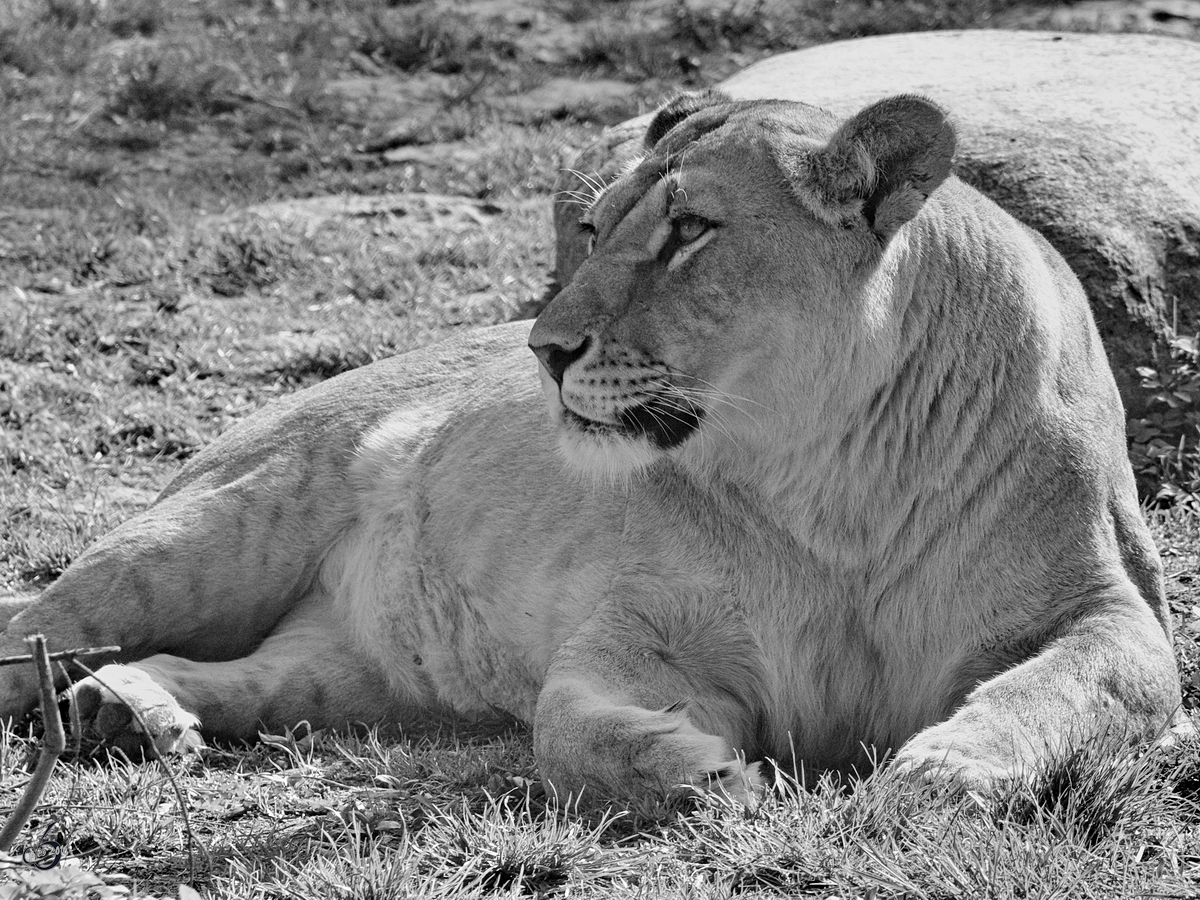 Eine relaxte Lwin geniet die Sonnenstrahlen. (Zoo Rostock, April 2009)