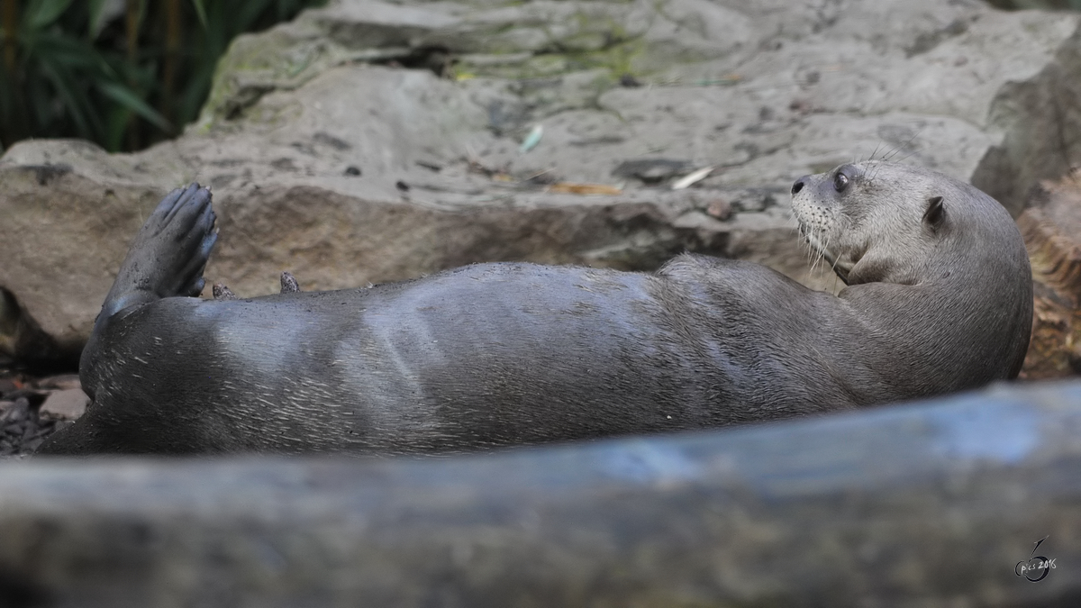 Eine Riesenotterdame im Zoo Duisburg. (September 2010)