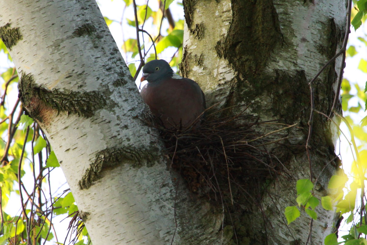 Eine Ringeltaube brtet in einer Birkengabel am Rand von unserem Garten. Ratzburg; 06.05.2017