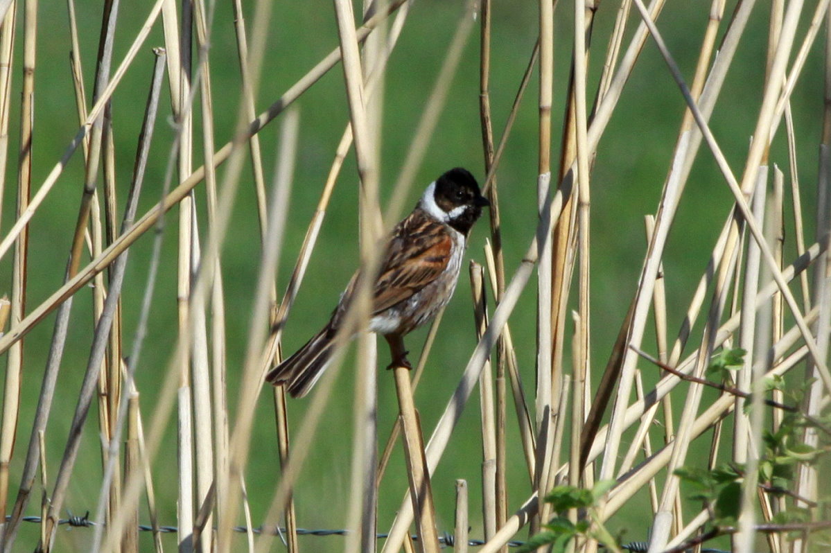 Eine Rohrammer im Naturschutzgebiet  Ostufer des Groen Ratzeburger Sees . Es ist Bestandteil des  Grnen Bandes  und liegt auf dem ehemaligen Todesstreifen der Innerdeutschen Grenze; 10.05.2018