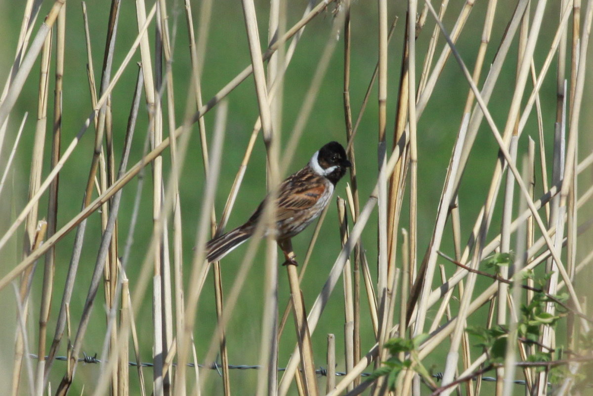 Eine Rohrammer im Naturschutzgebiet  Ostufer des Groen Ratzeburger Sees . Es ist Bestandteil des  Grnen Bandes  und liegt auf dem ehemaligen Todesstreifen der Innerdeutschen Grenze; 10.05.2018