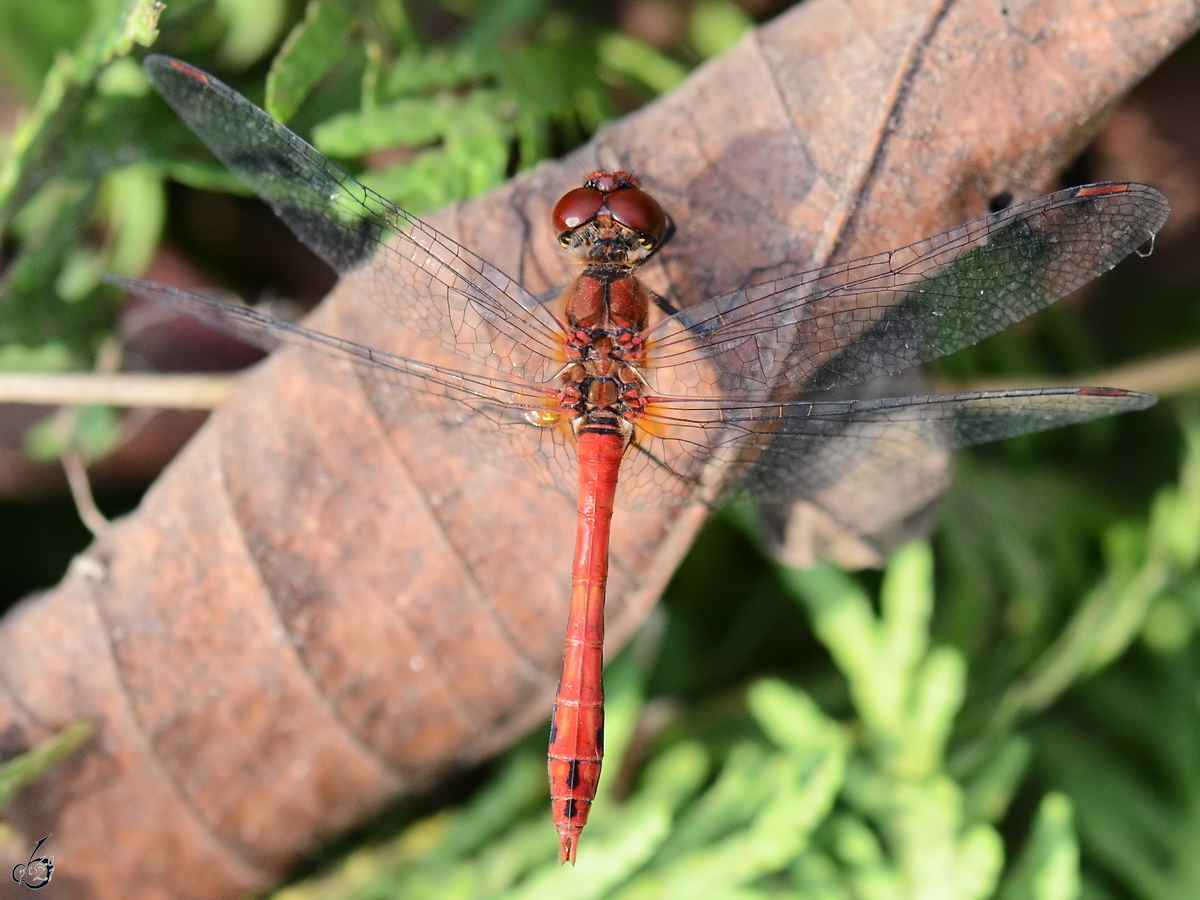 Eine rote Heidelibelle in der Draufsicht, so gesehen Ende August 2013 bei Jarmen.