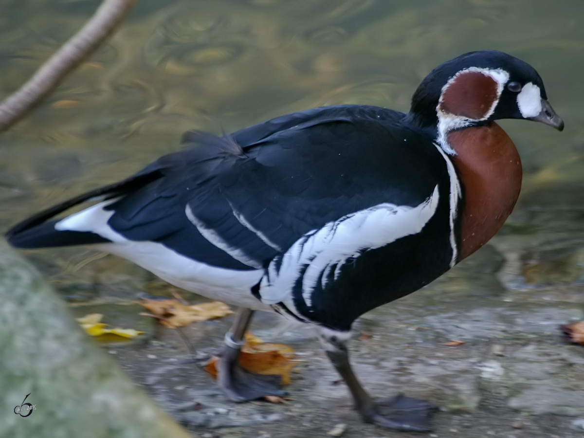 Eine Rothalsgans im Zoo Wuppertal. (Oktober 2005)