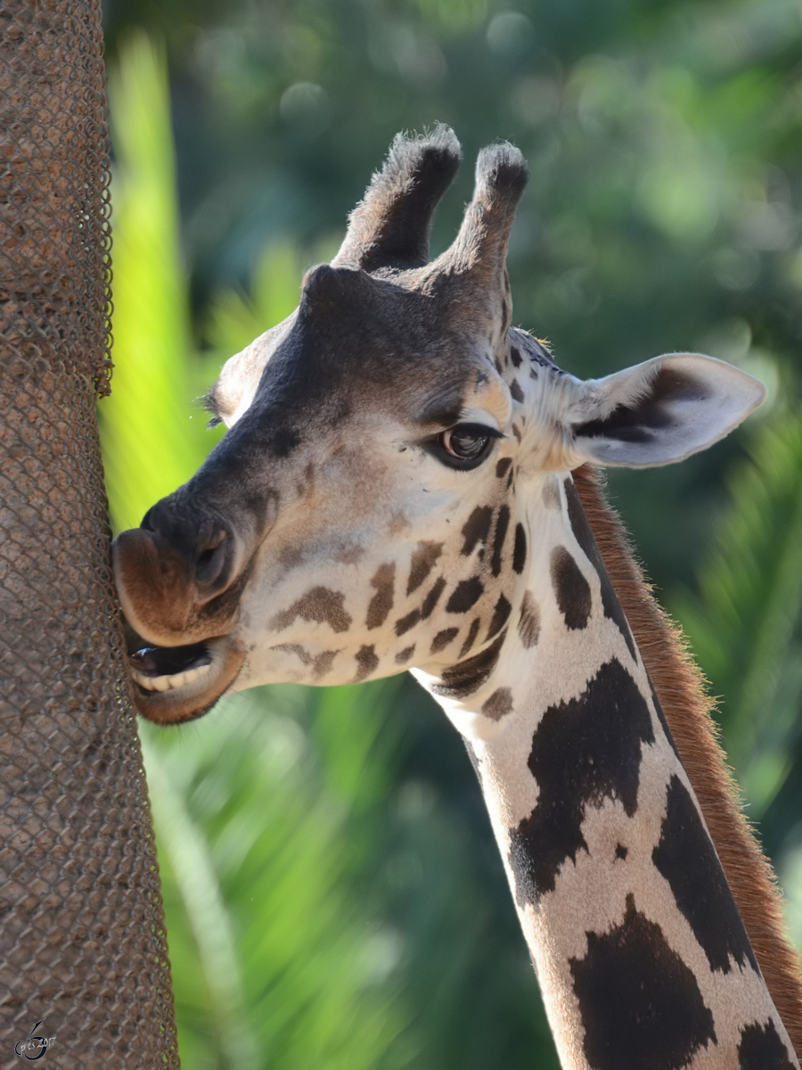 Eine Rothschild-Giraffe mchte zu gerne etwas Baumrinde vernaschen. (Zoo Barcelona, Dezember 2011)