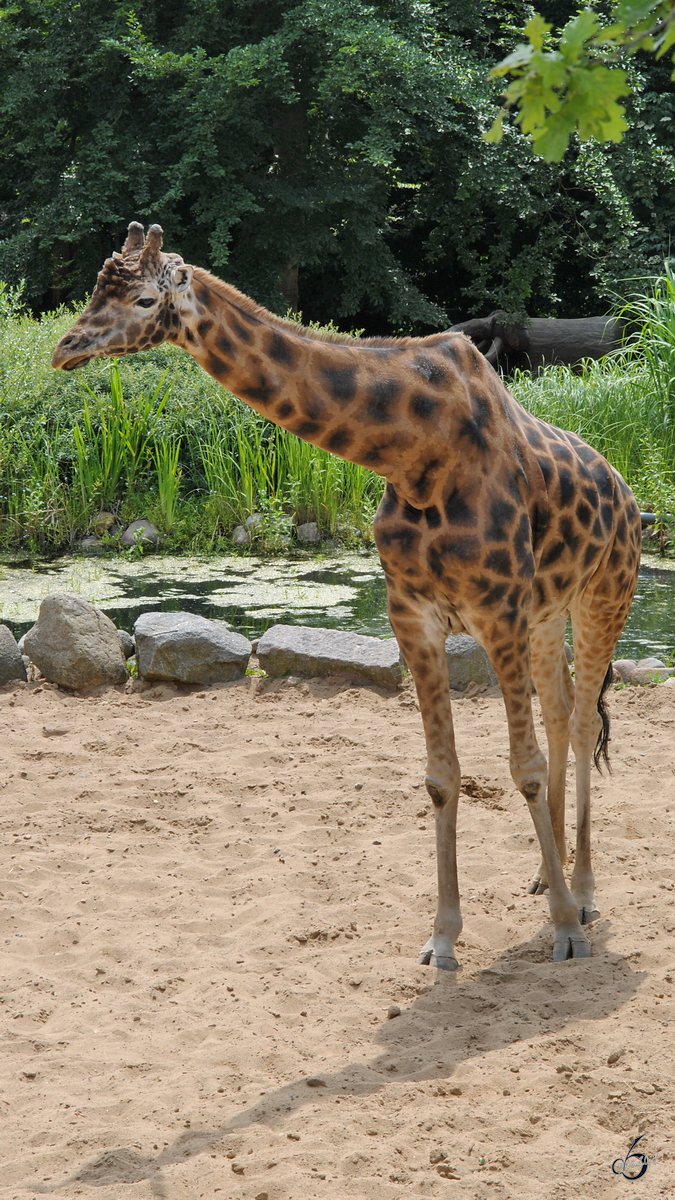 Eine Rothschildgiraffe Anfang Juli 2010 im Zoo Schwerin.