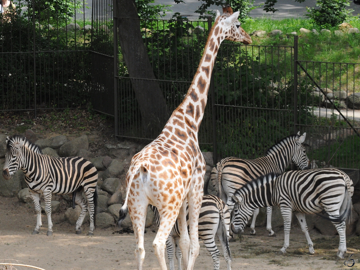 Eine Rothschildgiraffe und Grevy-Zebras Anfang Juli 2010 im Zoo Schwerin.