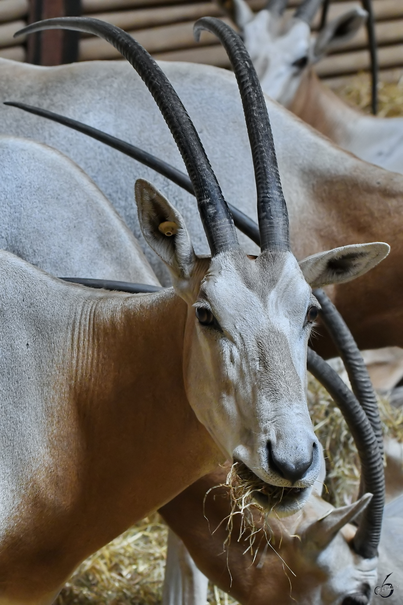 Eine Sbelantilope im Zoo Aalborg. (Juni 2018)