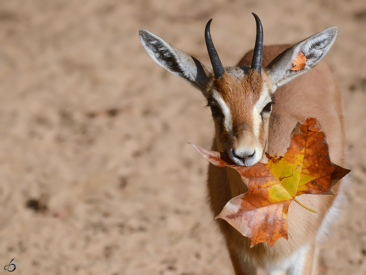 Eine Sahara-Dorkasgazelle, fotografiert im Zoo Barcelona (Dezember 2011)