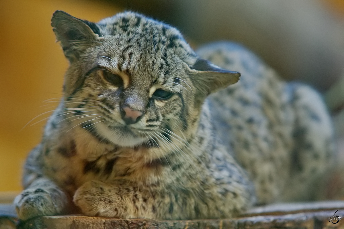 Eine Salzkatze im Zoo Wuppertal. (Januar 2009)