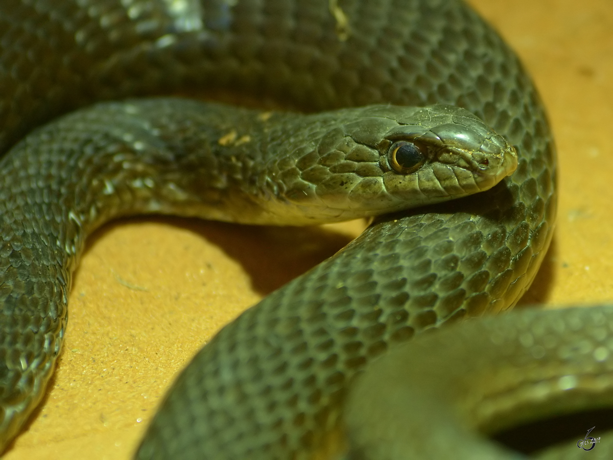 Eine Sandrennnatter Mitte Februar 2015 im Zoo Dortmund.