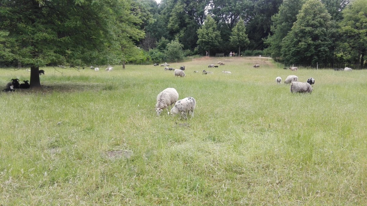 Eine Schafherde beweidet den Schlosspark in Berlin Charlottenburg. Aufgenommen am 09.06.2020.