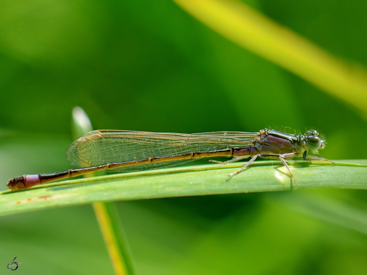 Eine Scharlachlibelle in den Peenewiesen bei Jarmen. (August 2012)