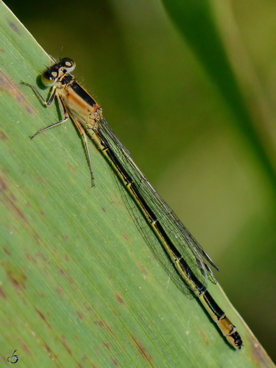 Eine Scharlachlibelle in den Peenewiesen bei Jarmen. (August 2012)