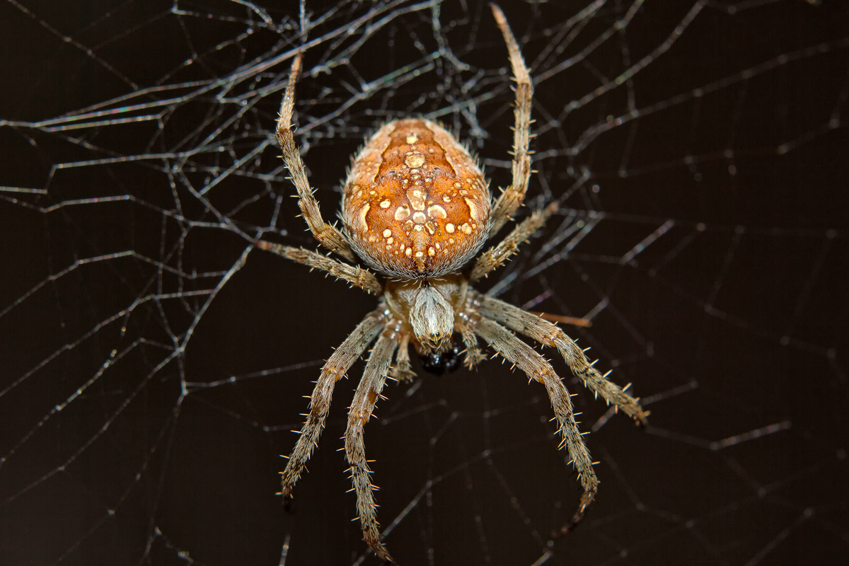 Eine scheinbar lchelnde Spinne in ihrem Netz. - 07.10.2013