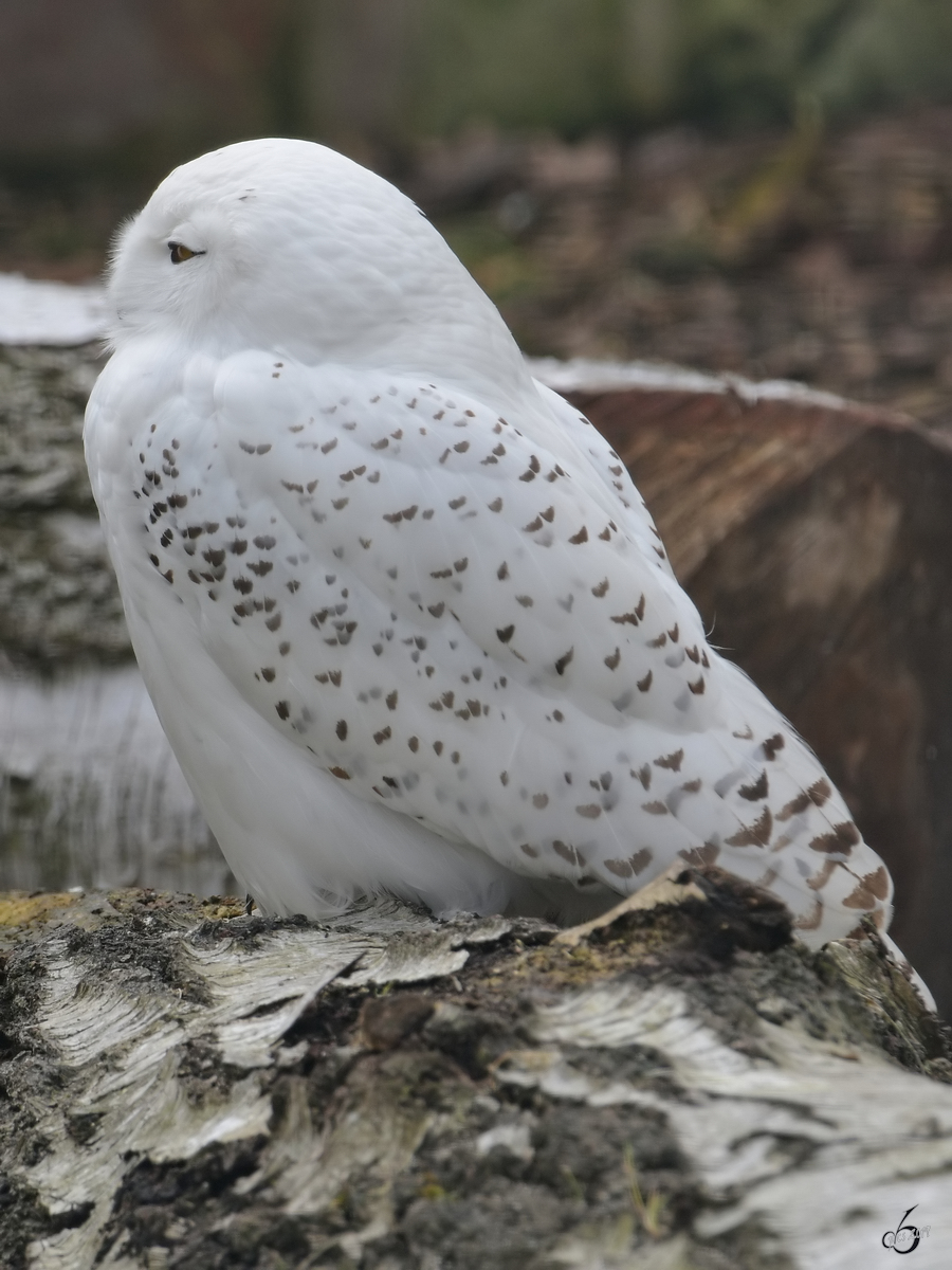 Eine Schnee-Eule Anfang April 2017 im Zoo Dresden.