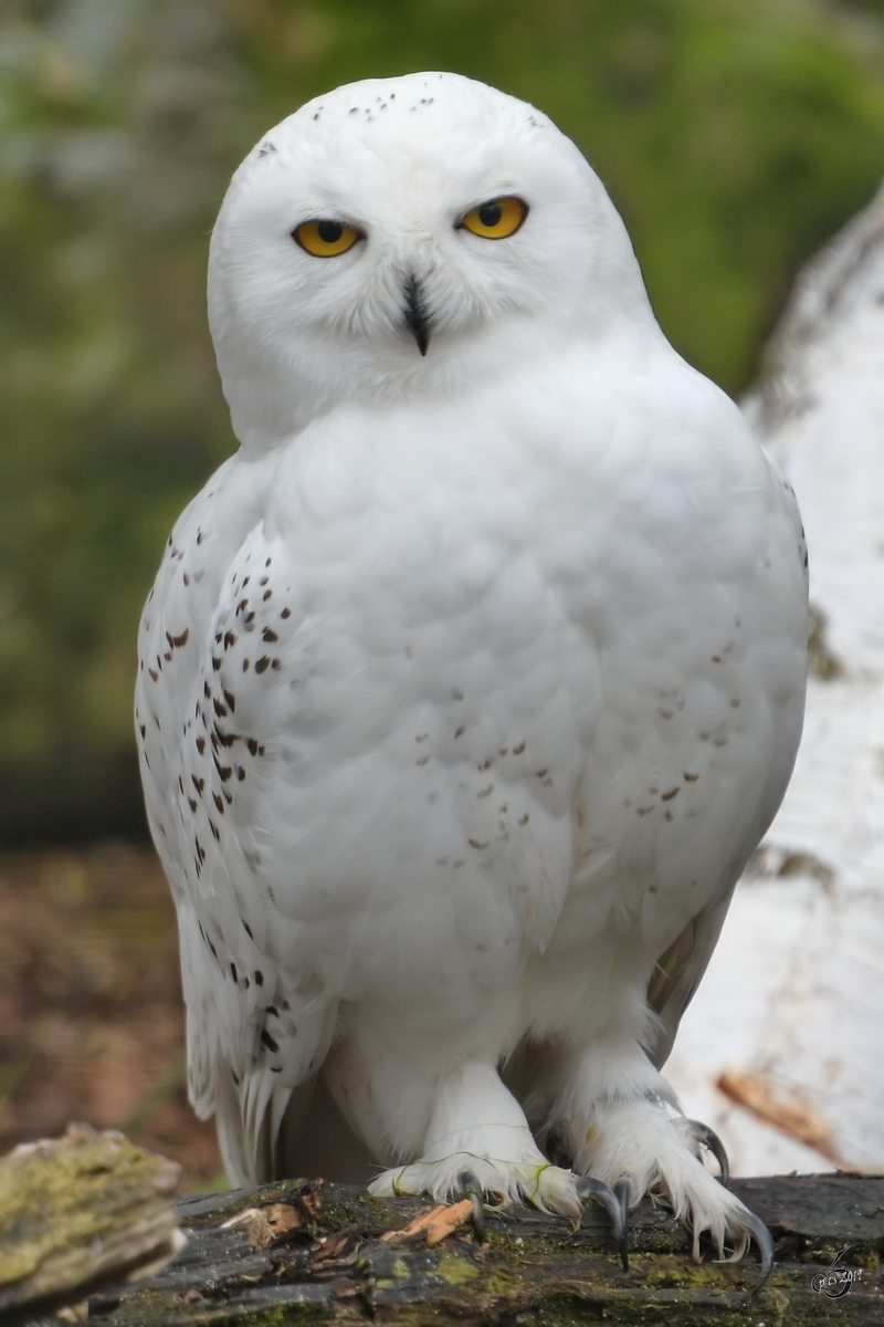 Eine Schnee-Eule Anfang April 2017 im Zoo Dresden.