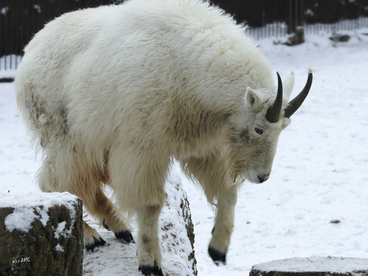 Eine Schneeziege