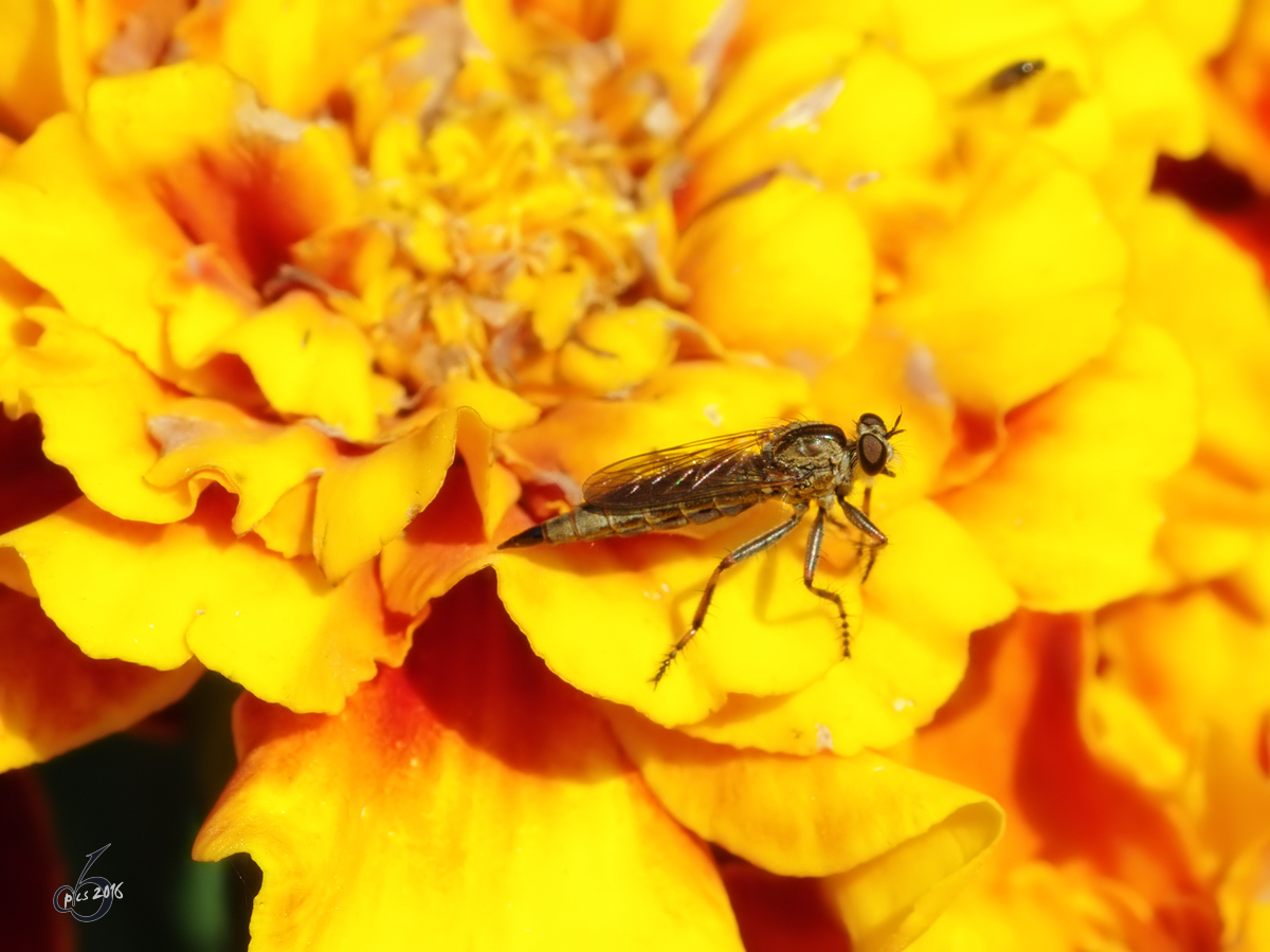 Eine Schnepfenfliege