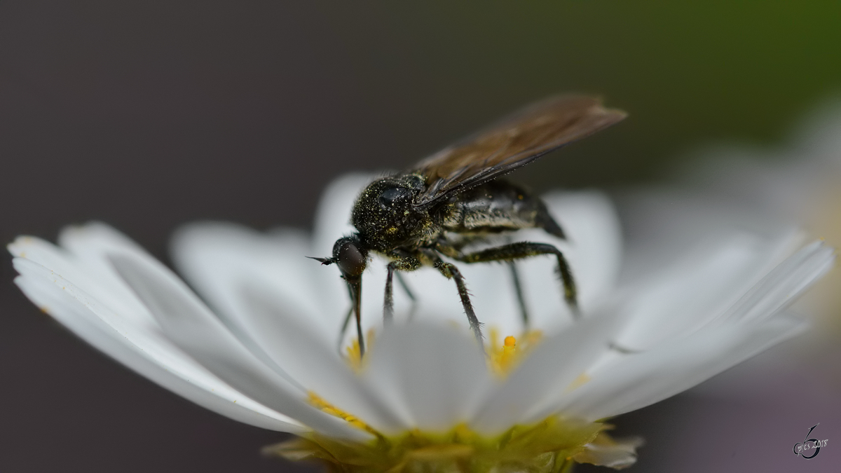 Eine Schnepfenfliege(?) auf der Margeritenblte. (Hattingen, Mai 2018)