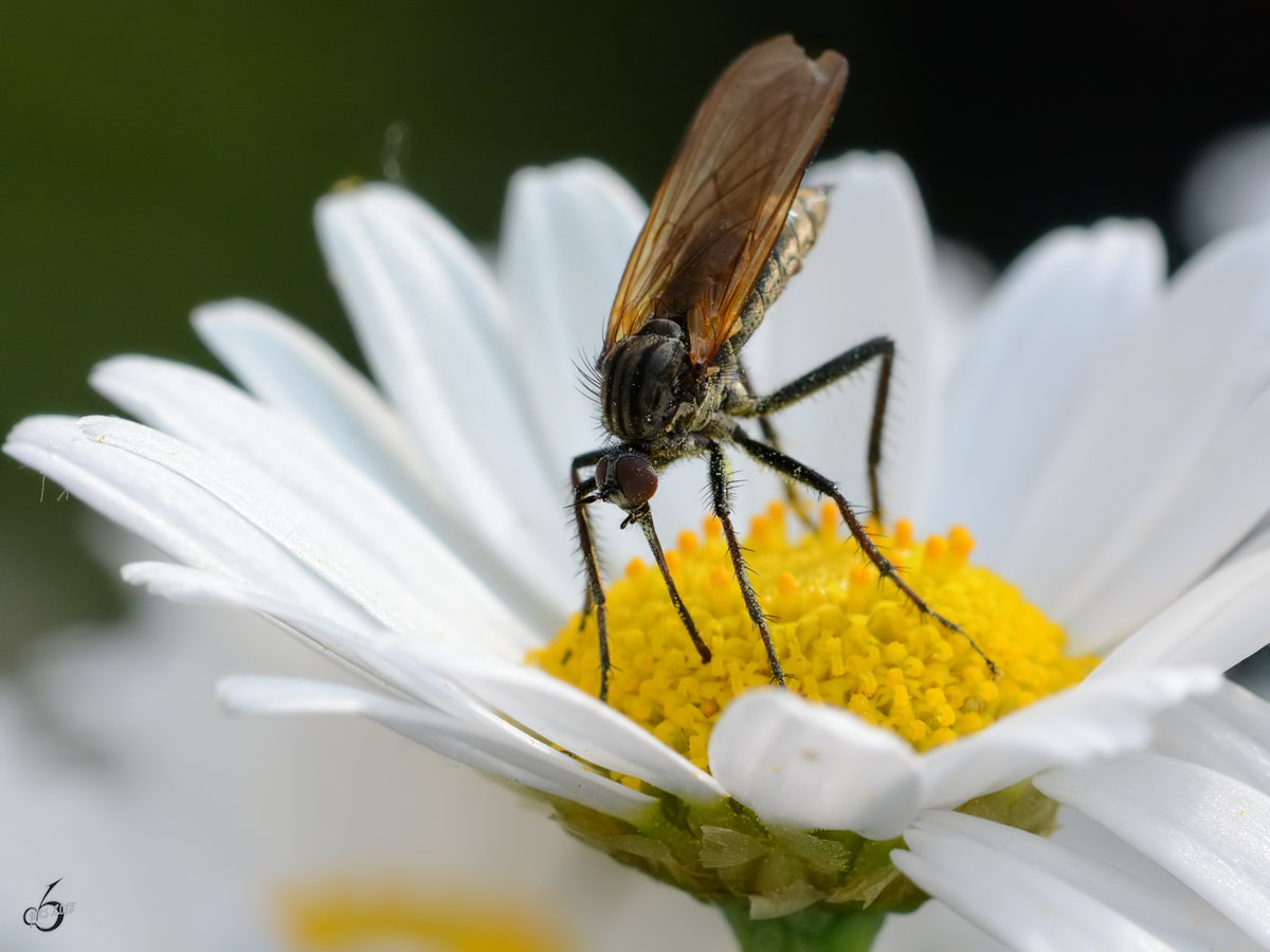 Eine Schnepfenfliege(?) auf der Suche nach Nektar. (Hattingen, Mai 2018)