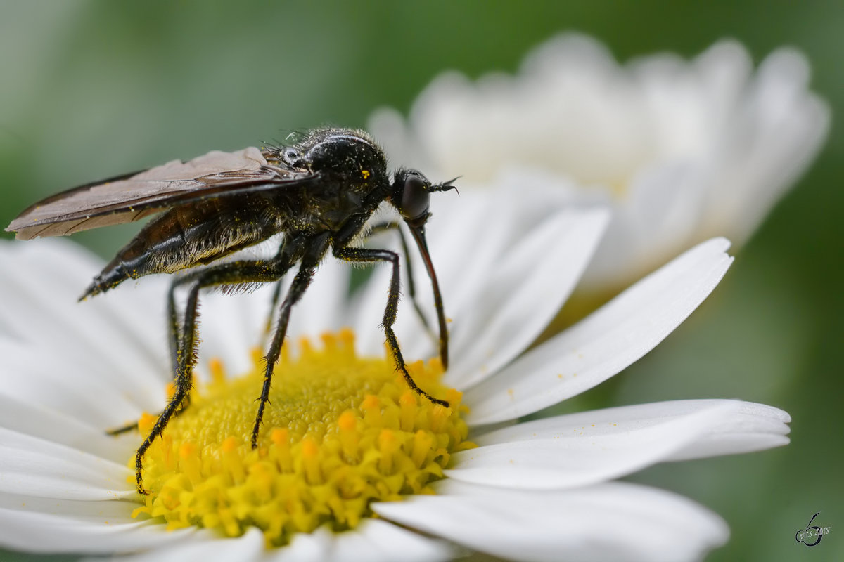 Eine Schnepfenfliege(?) auf der Suche nach Nektar. (Hattingen, Mai 2018)