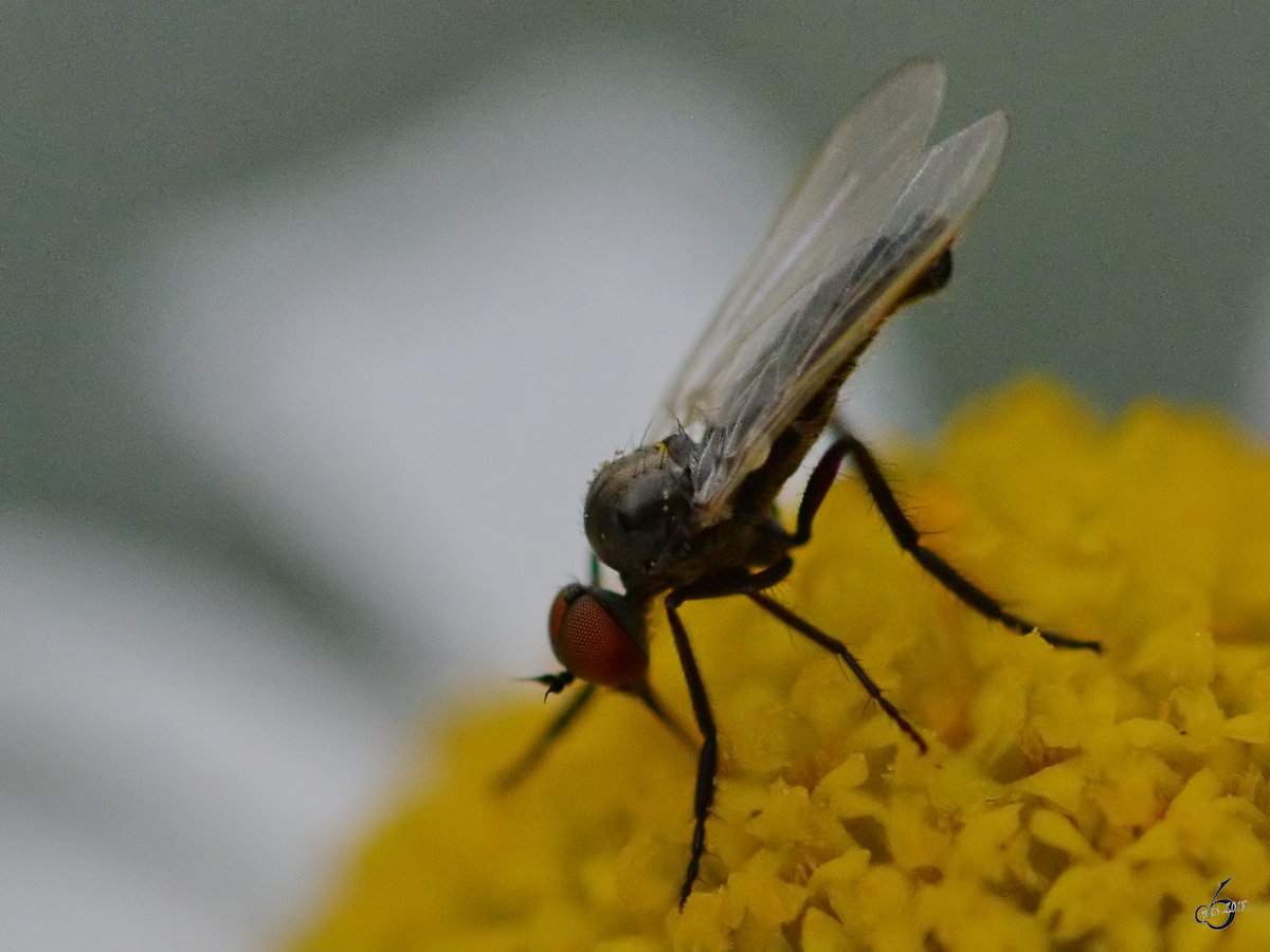 Eine Schnepfenfliege(?) auf der Suche nach Nektar. (Hattingen, Mai 2018)