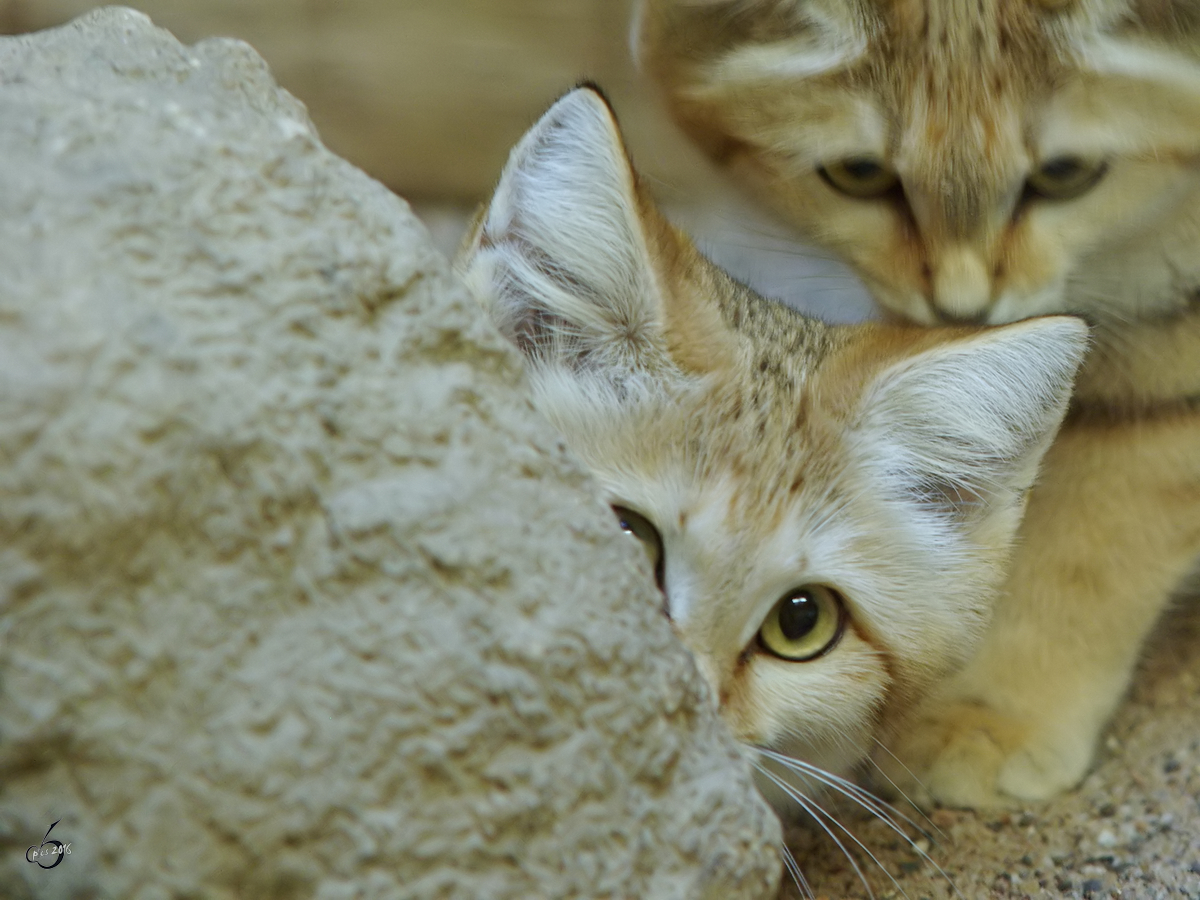 Eine schchterne Sandkatze im Zoo Wuppertal. (Januar 2009)