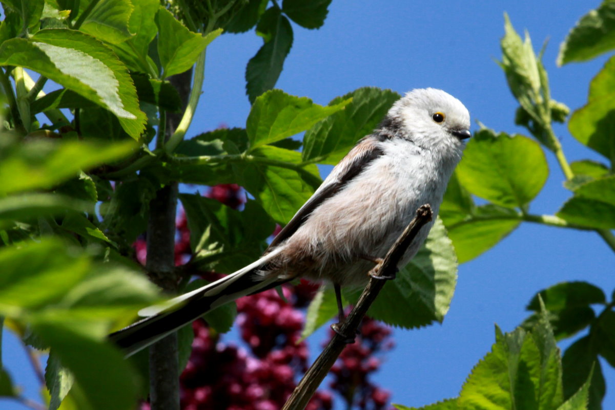 Eine Schwanzmeise im Flieder vor unserer Haustr. Ratzeburg, 07.05.2017