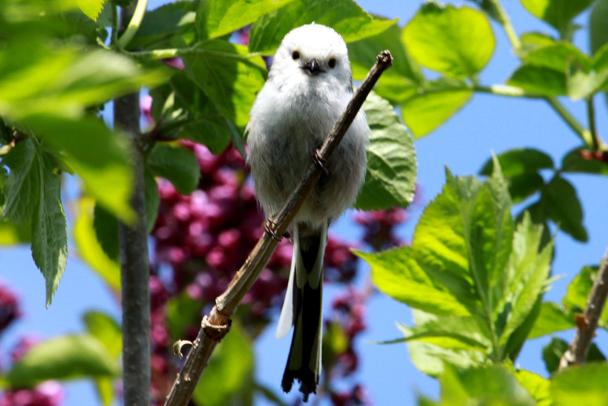 Eine Schwanzmeise hat den Fotograf im Auge! Ratzeburg, 07.05.2017