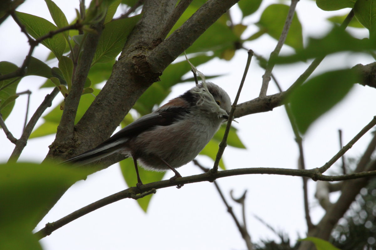 Eine Schwanzmeise mit Nistmaterial fr ihr kompliziertes Nest. Ratzeburg; 06.05.2017