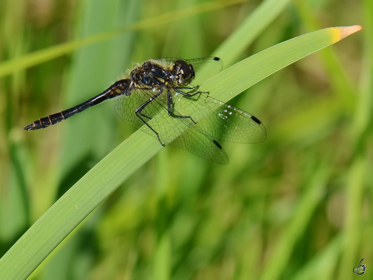 Eine Schwarze Heidelibelle Mitte August 2013 bei Vlschow.