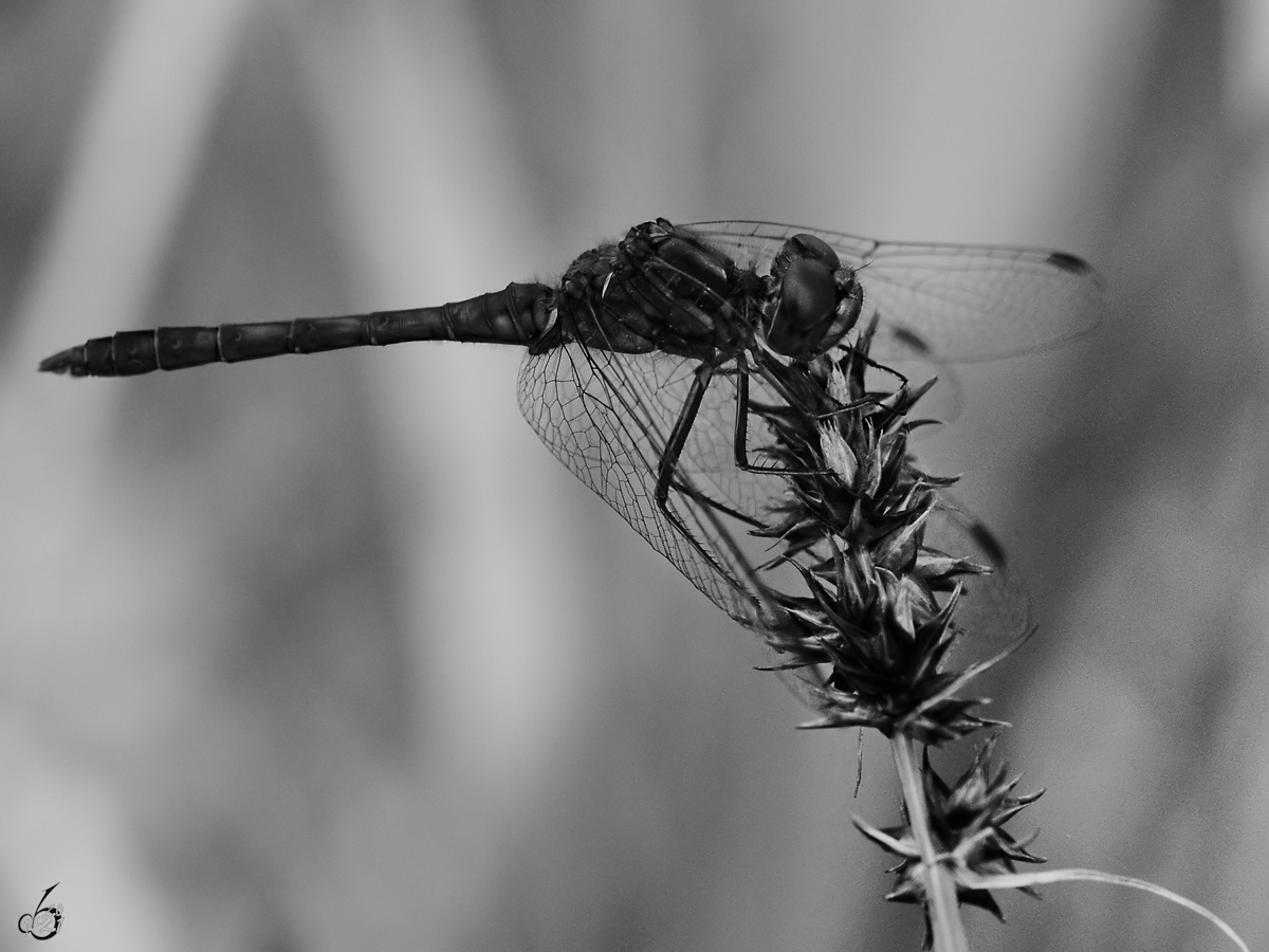 Eine Schwarze Heidelibelle Mitte August 2013 in der Nhe eines Teiches bei Vlschow.