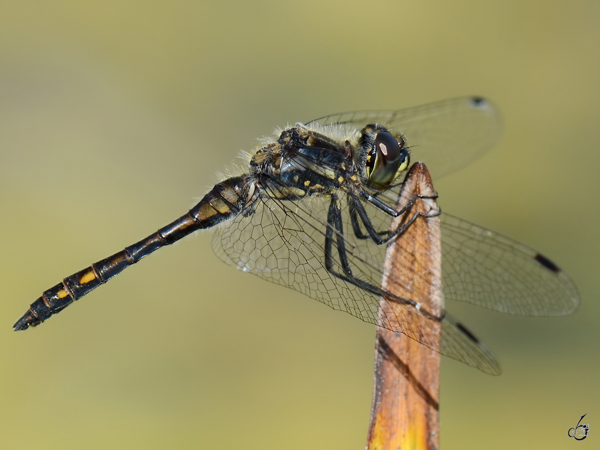 Eine Schwarze Heidelibelle Mitte August 2013 bei Vlschow.