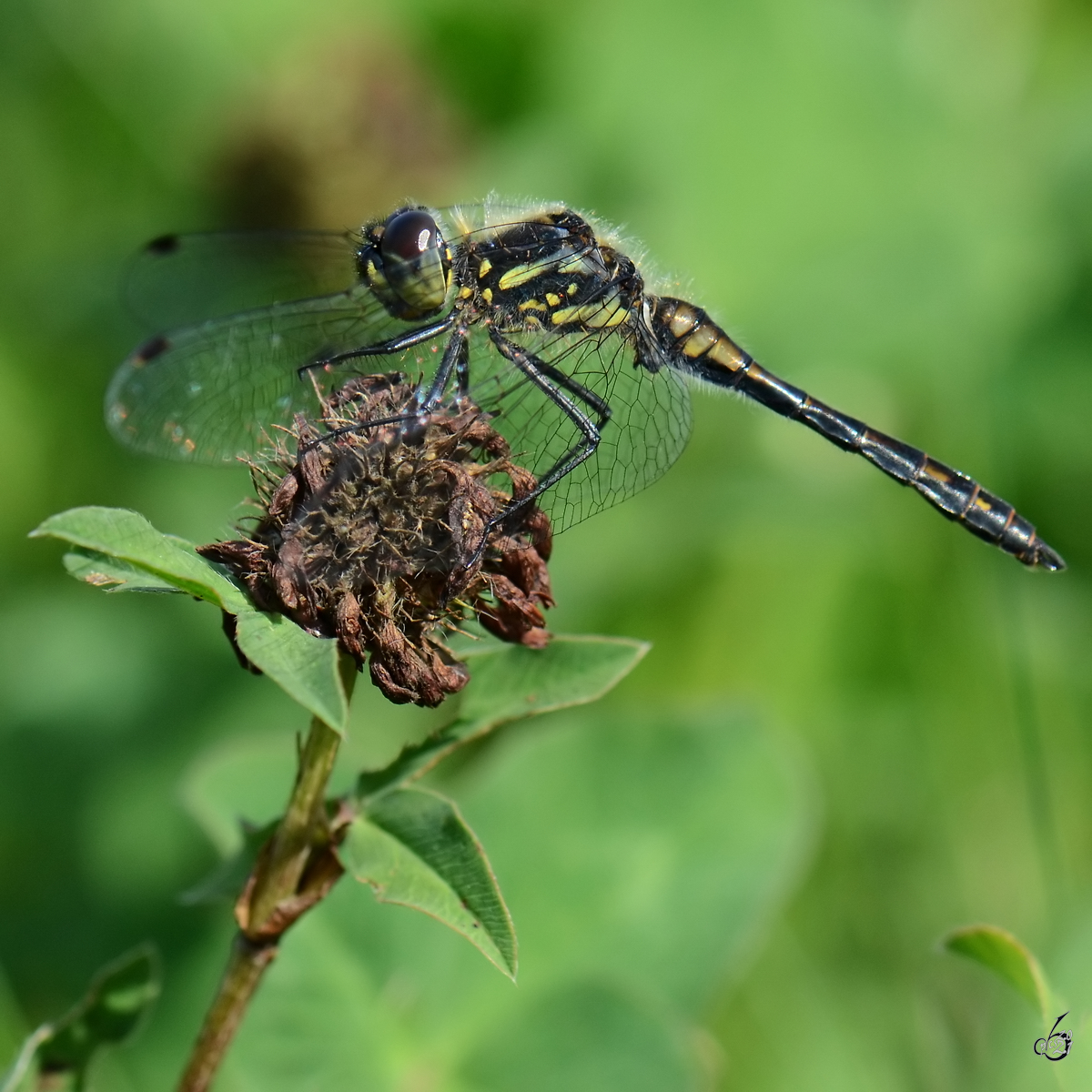 Eine Schwarze Heidelibelle Mitte August 2013 in der Nhe eines Teiches bei Vlschow.