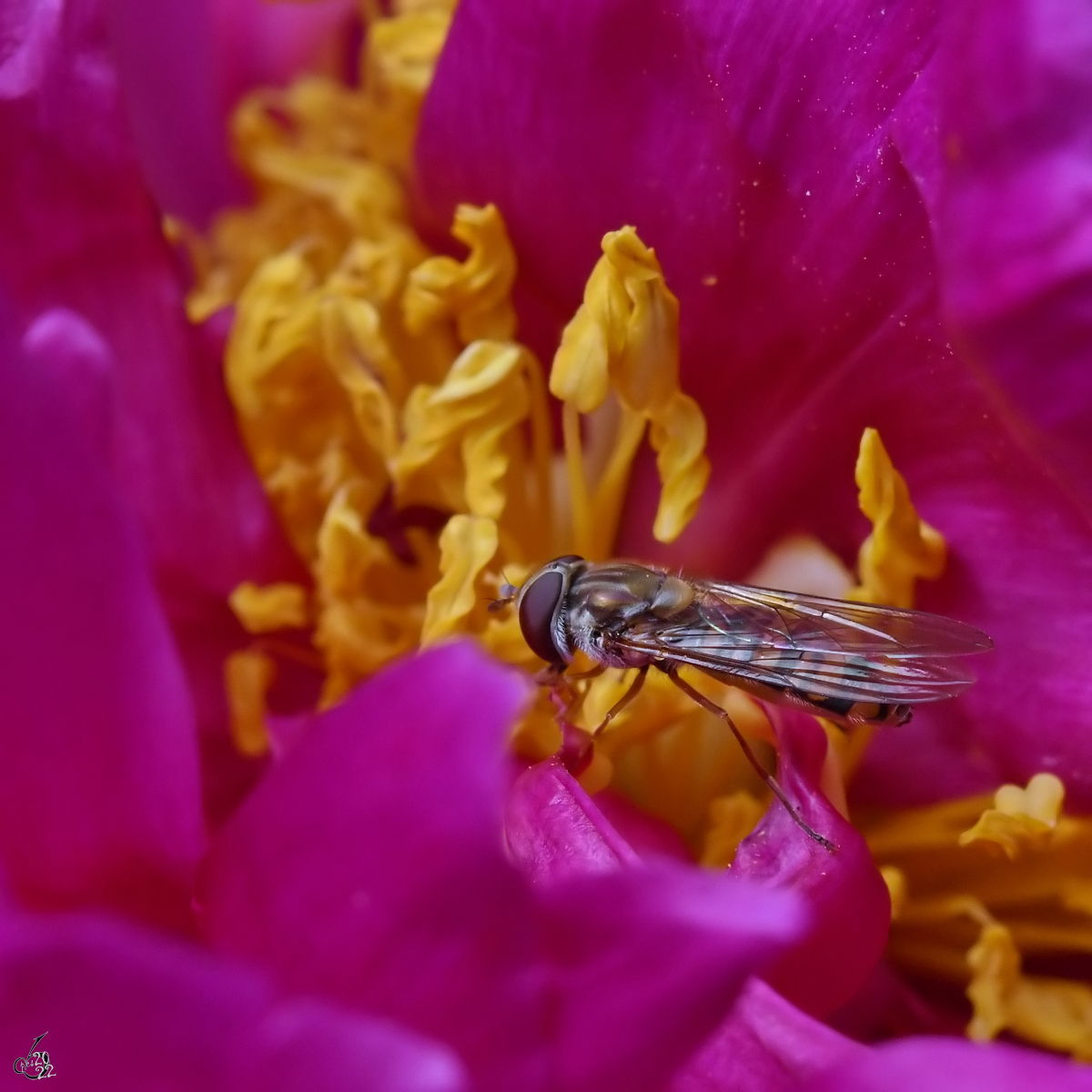 Eine Schwebfliege sucht fleißig Blütenstaub. (Hattingen, Juni 2022)