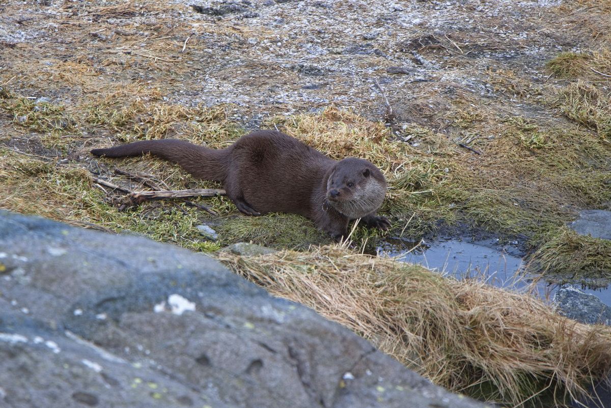 Eine Seeotter im Atlantic Sea Park von lesund (Norwegen) am 19. Februar 2024.