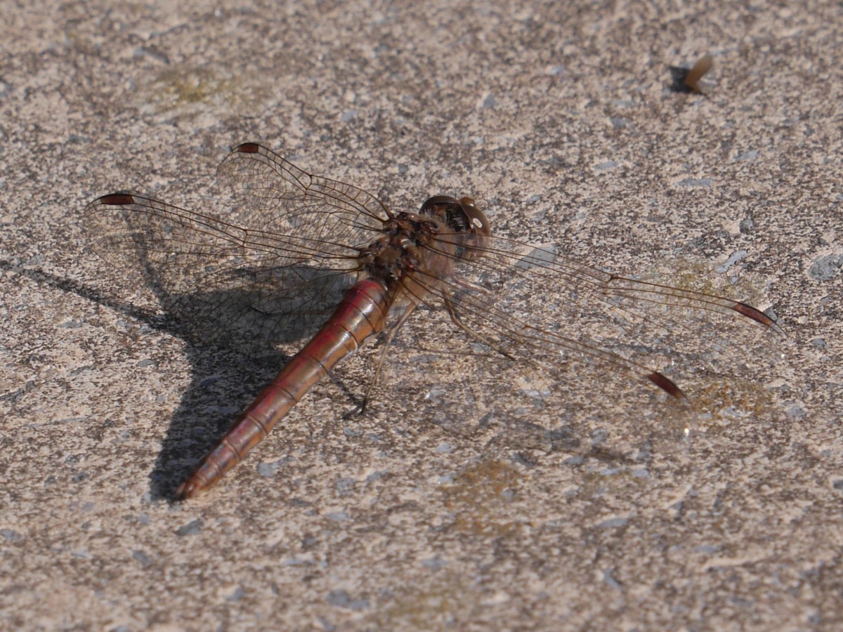 Eine Segellibelle (Libellulidae) von seitlich hinten; 18.09.2015 