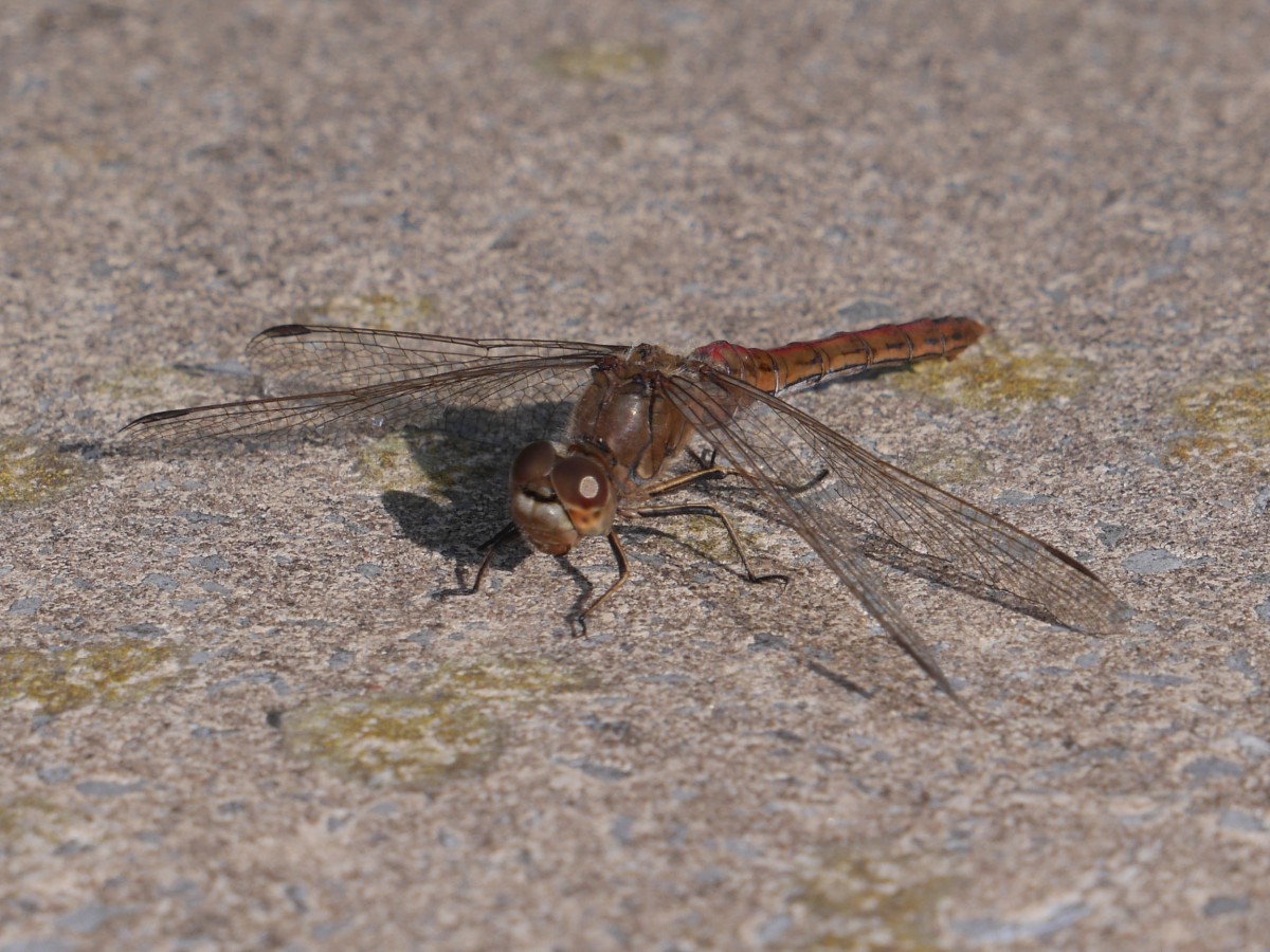 Eine Segellibelle (Libellulidae) von seitlich vorn; 18.09.2015
