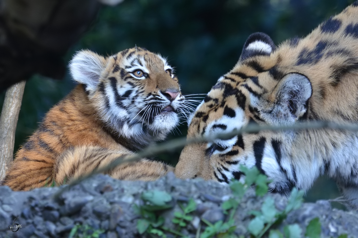 Eine Sibirische Tigerdame mit ihrem Nachwuchs im Zoo Duisburg. (Oktober 2011)