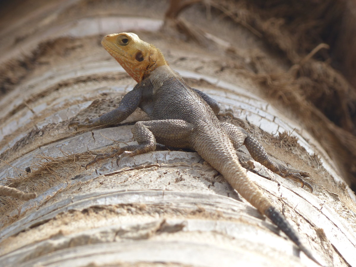 Eine Siedleragame ( Agama agama ) im Sunbeach Hotel in Gambia im Mrz 2019