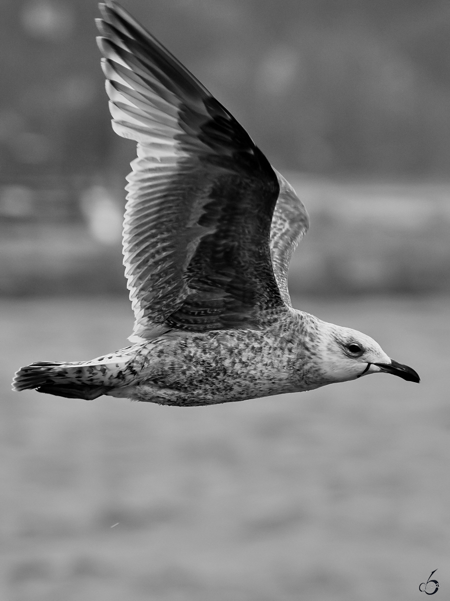 Eine Silbermwe im Flug ber die Ostsee. (Priwall, Mai 2023)