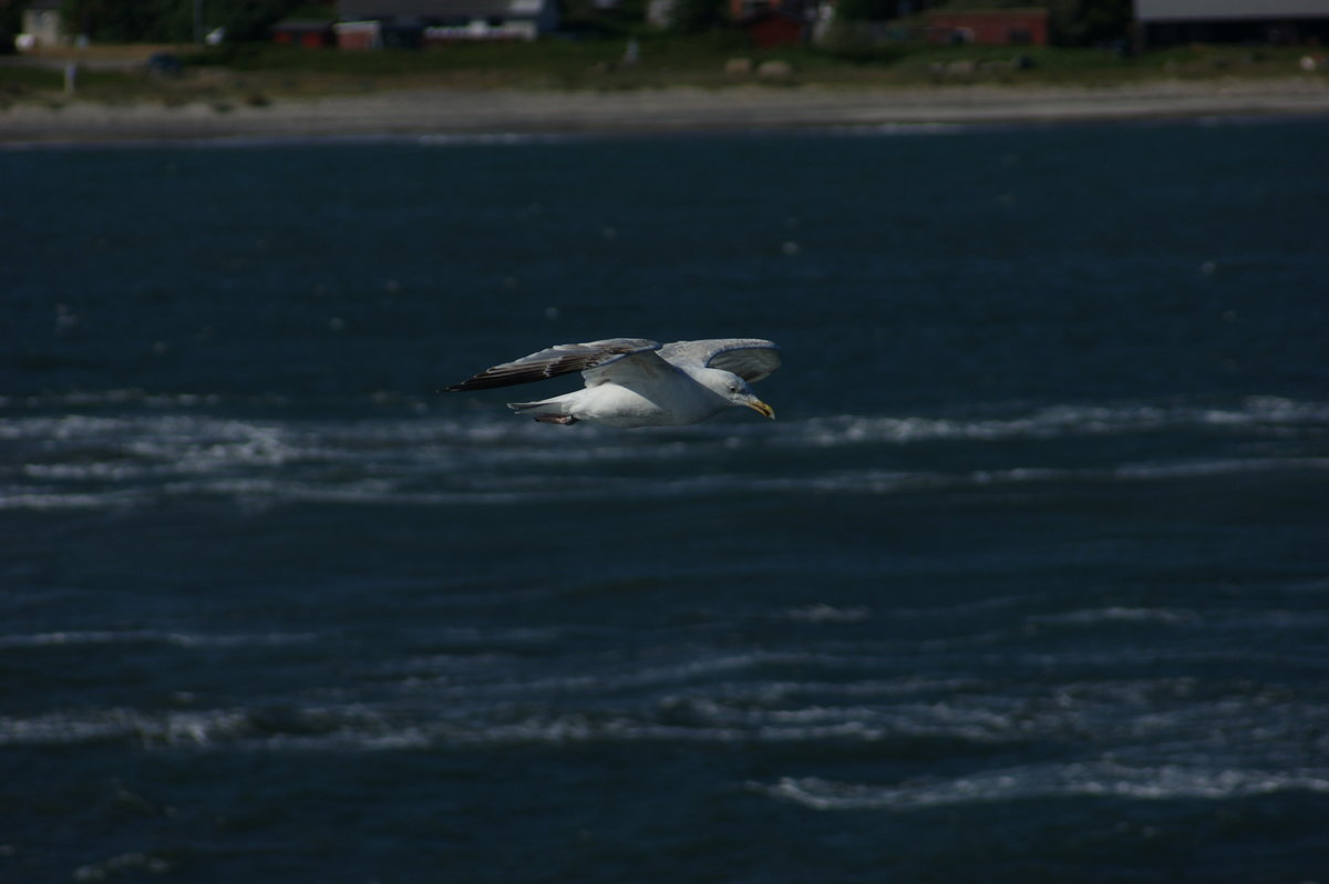 Eine Silbermwe im Flug vor der dnischen Kste. (08.06.2016)