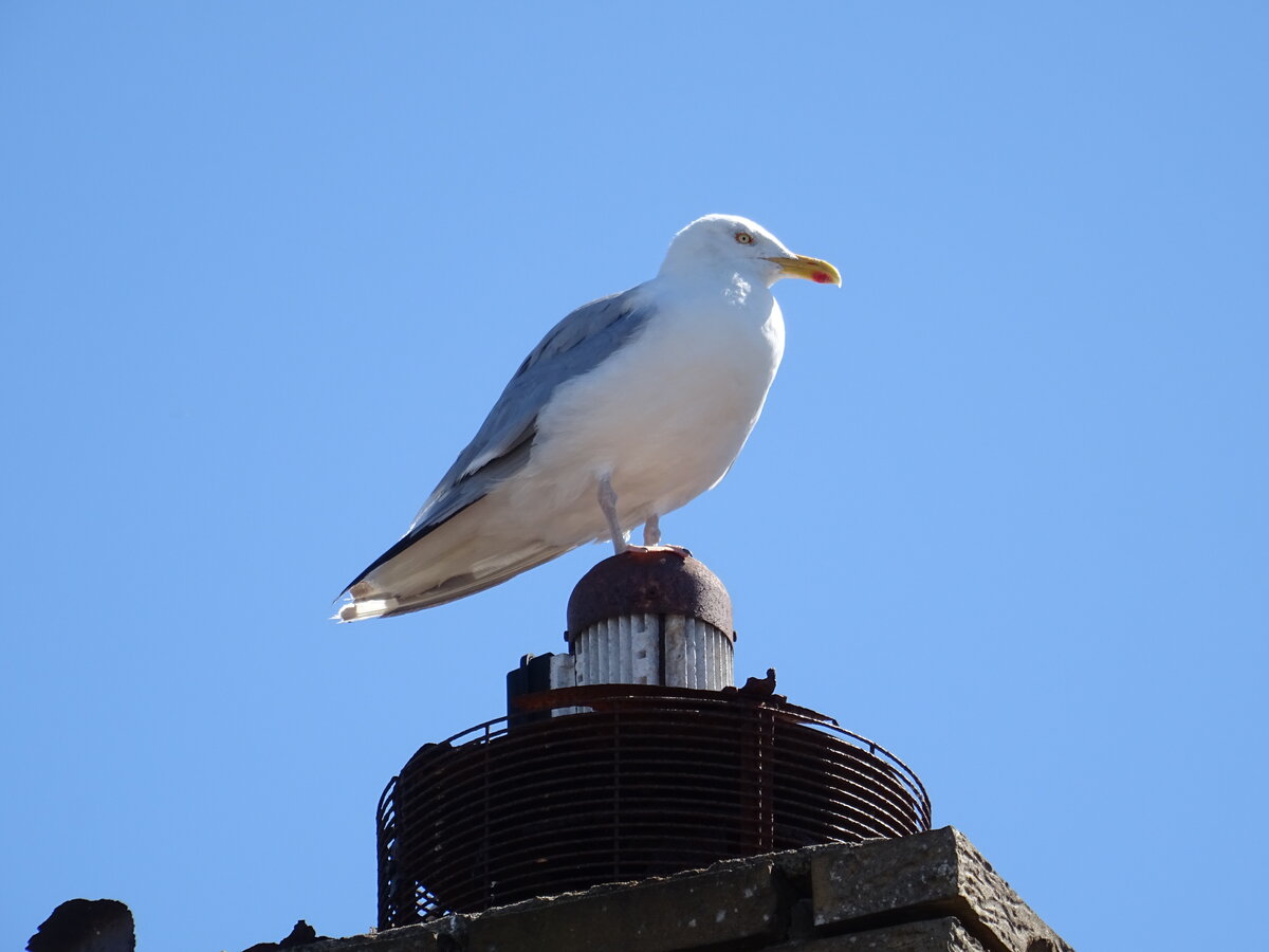 Eine Silbermwe (Larus argentatus) sitzt auf dem Dach eines Imbisses auf Rm, DK 
am 8.8.22 