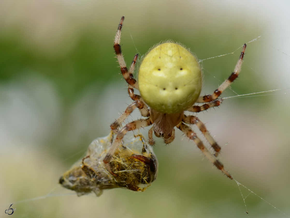 Eine Spinne hat Beute gemacht. (Jarmen, August 2012)