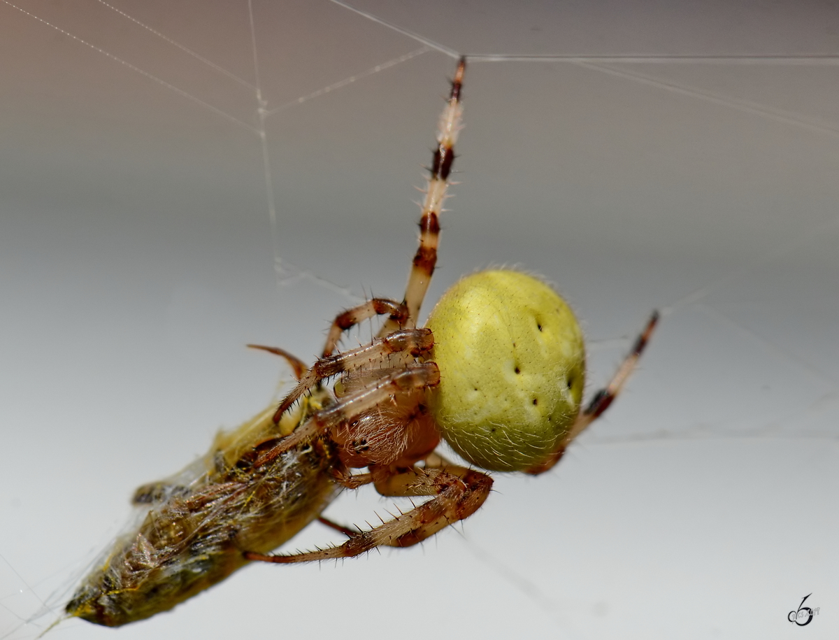 Eine Spinne hat Beute gemacht. (Jarmen, August 2012)