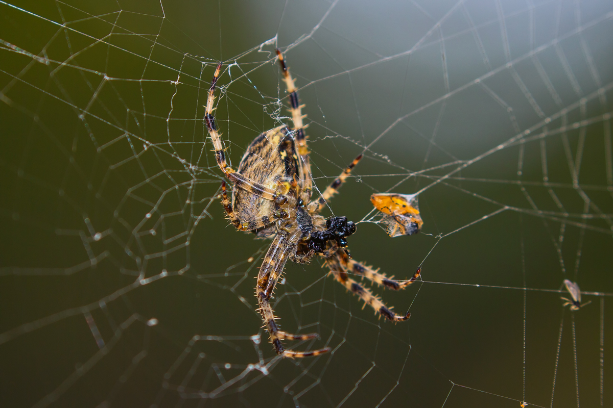 Eine Spinne mit ihre Beute. - 21.08.2016