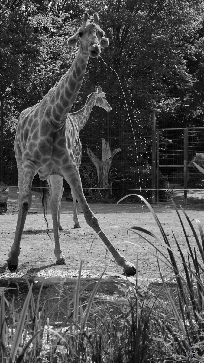Eine spuckende Angola-Giraffe im Zoo Dortmund. (September 2010)