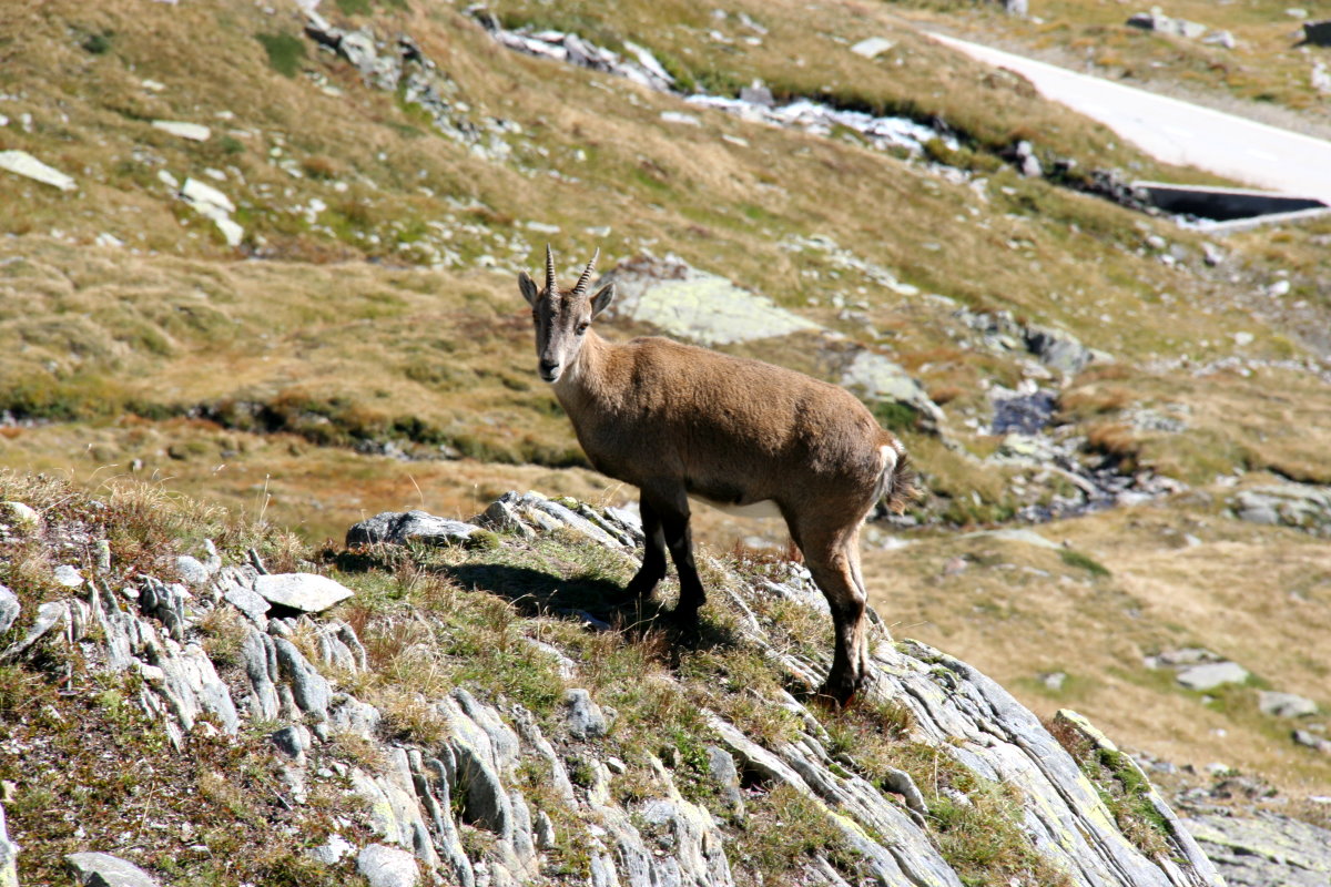 Eine Steinbock-Gei am Nufenen-Pass; 20.09.2015